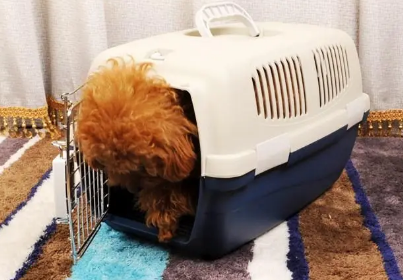 狗狗怎样办理托运