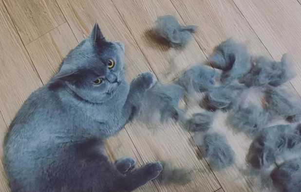 春季猫咪为什么掉毛少呢