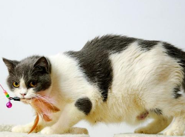 怀孕的人养的猫咪去世了