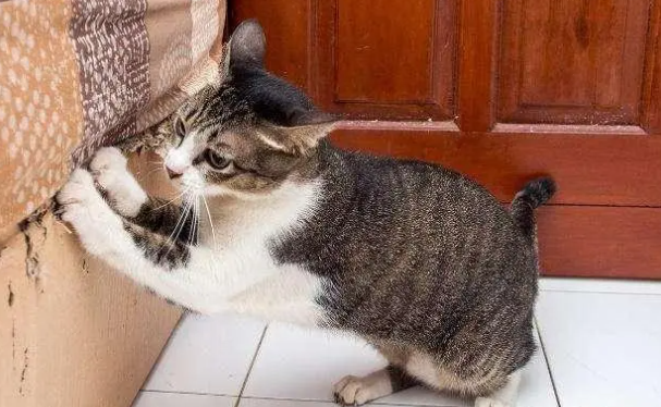猫咪为什么到处搞破坏啊 猫咪为什么到处搞破坏啊