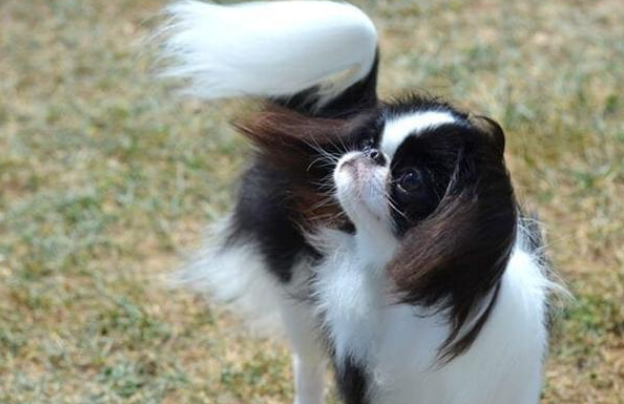日本狆犬有多重-宠物网