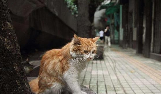 十分后悔喂流浪猫