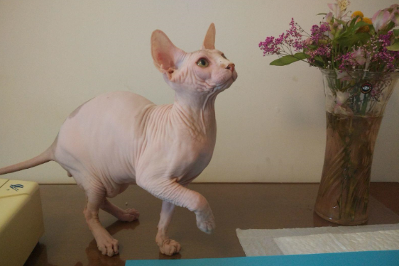 加拿大无毛猫难产怎么解决呢?具体如下 加拿大无毛猫难产怎么解决呢?具体如下