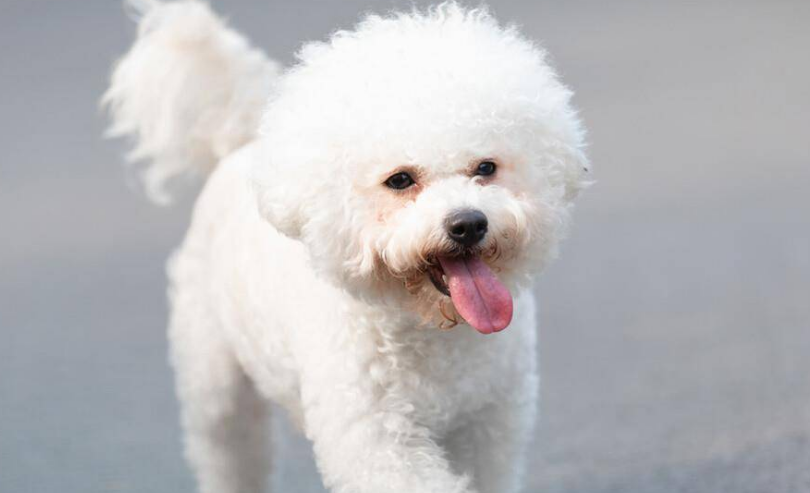 十个不养比熊犬的理由