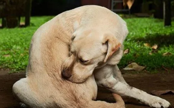 狗狗总蹭痒痒是什么原因呢