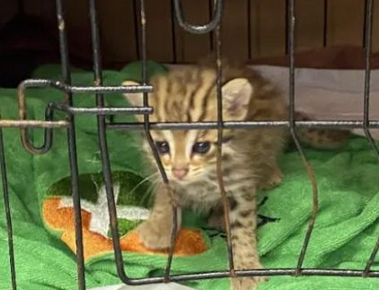 男子救助“落汤猫”发现竟是国家二级保护动物