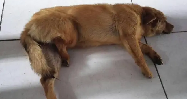 狗狗为什么后腿抽搐抖动厉害