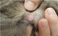 猫咪皮肤里面有一个肉疙瘩