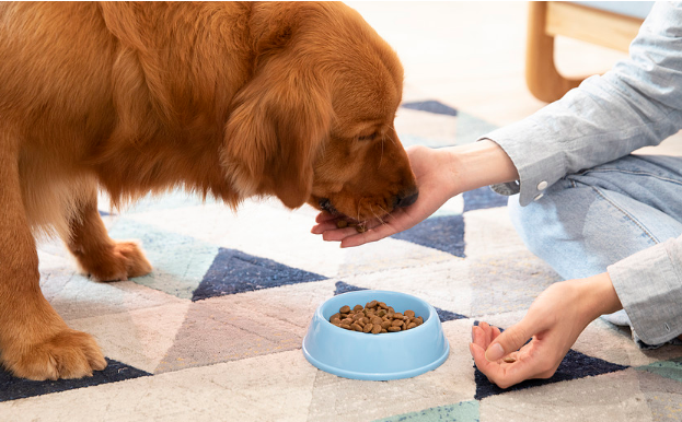 如何判断狗粮过敏
