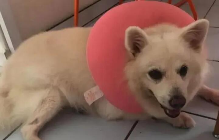 狗狗胸口中间骨头凸起