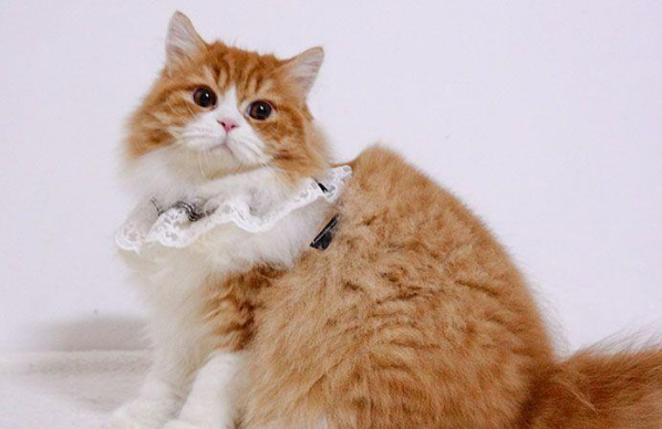 高地猫一般多少钱 高地猫一般多少钱