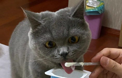 低温酸奶怎么喂猫吃 低温酸奶怎么喂猫吃