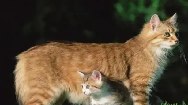 小猫长大了母猫还认识吗 小猫长大了母猫还认识吗