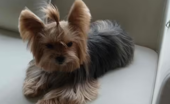 中国常见的梗犬