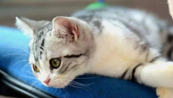 猫咪配上之后还会叫吗