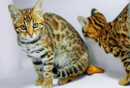 男子救助“落汤猫”发现竟是国家二级保护动物