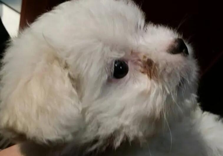 狗狗的眼睛为什么流红眼屎呢 狗狗的眼睛为什么流红眼屎呢