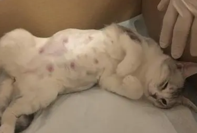 猫咪难产什么症状表现