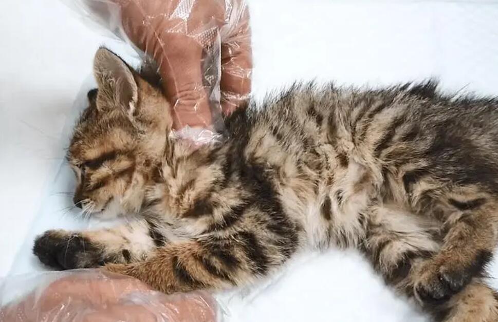 给猫安乐死是造孽吗