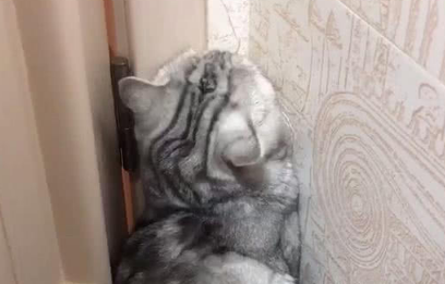 猫咪天天对着墙角是为什么 猫咪天天对着墙角是为什么