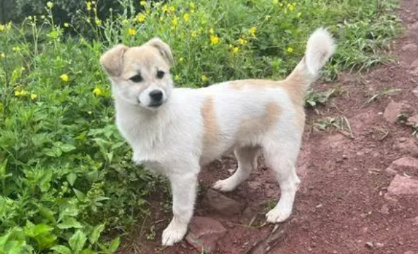 今日科普:小土狗怎么训练大小便? 今日科普:小土狗怎么训练大小便?