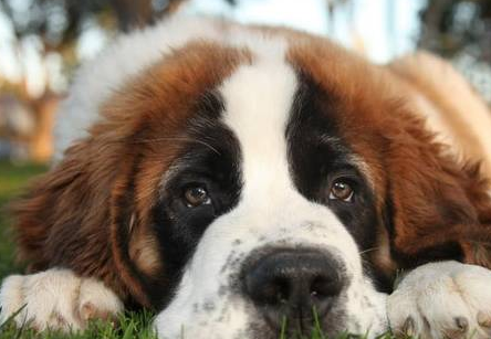 一,犬焦虫症的常见症状一旦狗狗感染了焦虫病,一定会导致狗狗缺铁性