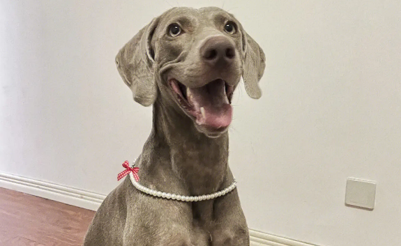 魏玛犬是哪个国家的 魏玛犬是哪个国家的