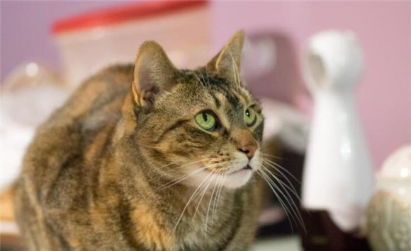 猫咪养不熟的5大忌 猫咪养不熟的5大忌
