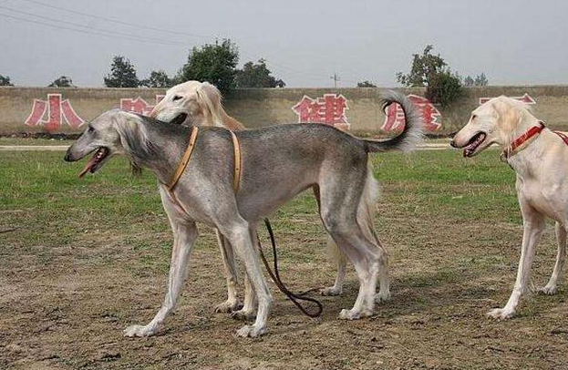 中国细犬多少钱一只