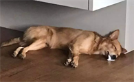 小狗口吐白沫急救方法