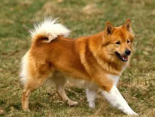 一文告诉你，冰岛牧羊犬怎么训练？