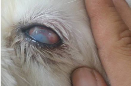猫抓狗眼睛有白膜能恢复吗 猫抓狗眼睛有白膜能恢复吗