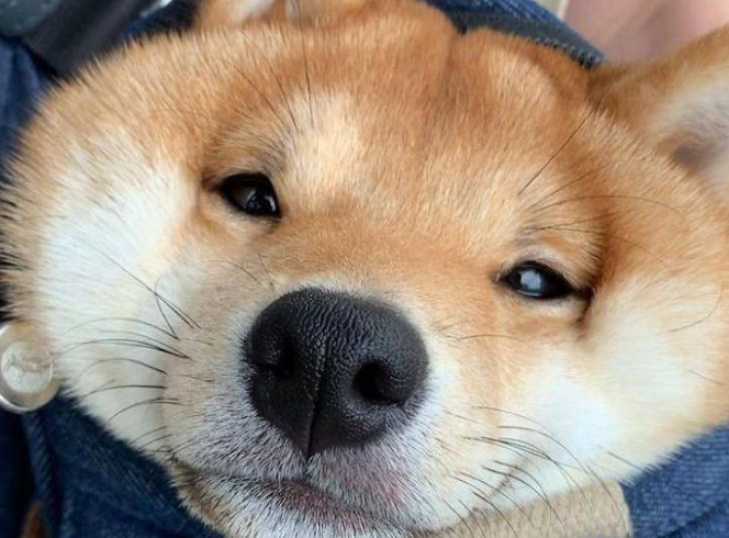 柴犬的形态特征是什么?来看看吧 柴犬的形态特征是什么?来看看吧