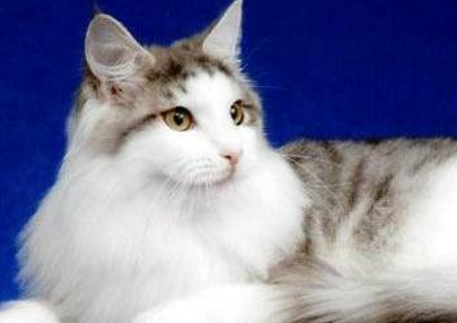 后悔养缅因猫