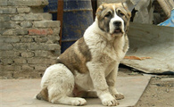 中亚牧羊犬的标准是什么？想养的看过来