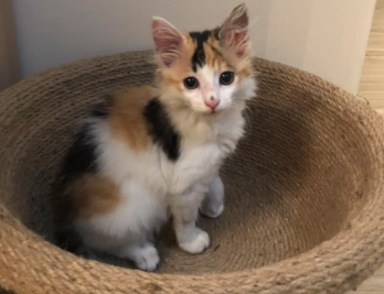 三花猫是土猫吗?这篇文章有答案! 三花猫是土猫吗?这篇文章有答案!