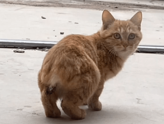 不能给猫咪断尾的原因