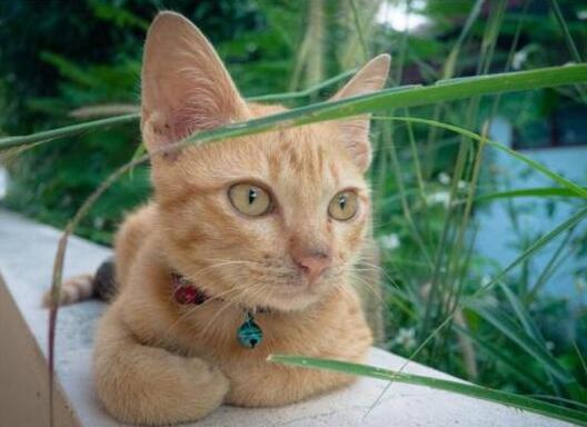 春天猫咪为什么不回家养呢