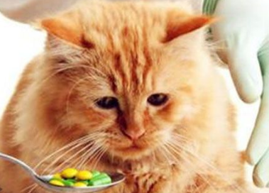 猫神经受损吃什么药最好