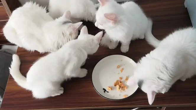 猫护食怎么简单解决