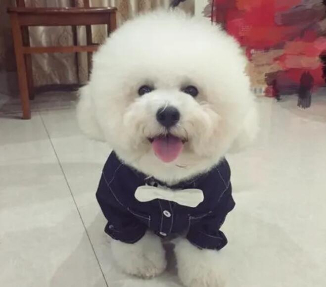 卷毛比熊犬吃什么?别忘了这些营养元素! 卷毛比熊犬吃什么?别忘了这些营养元素!