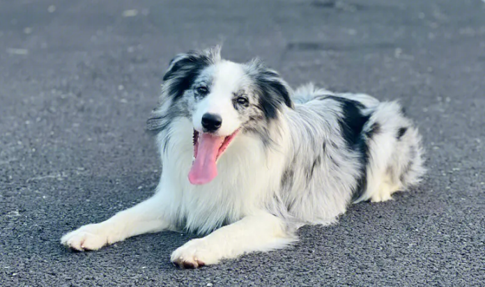 陨石边牧算名贵犬吗 陨石边牧算名贵犬吗