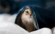 猫看见什么颜色害怕