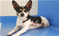 小鹿犬怎么洗澡是正确？怎么给小鹿犬洗澡？