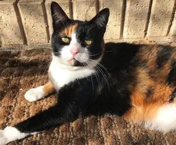 猫走失了会在家附近吗