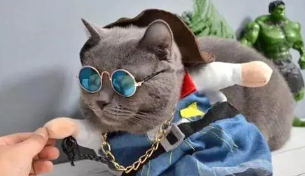 猫咪为什么不能戴链子啊 猫咪为什么不能戴链子啊