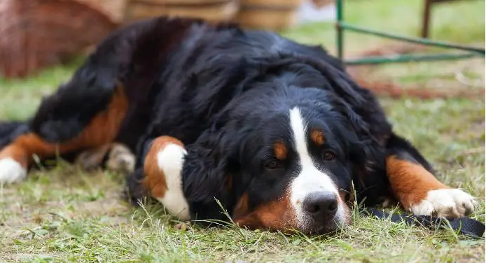 巴伐利亚山地犬训练方法？宠主应该如何训练？