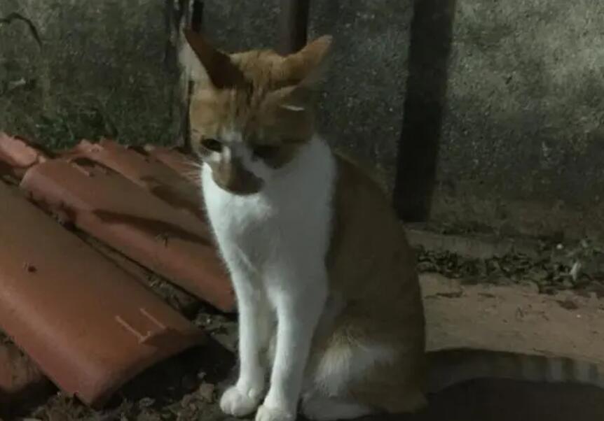 猫丢了附近都找了没有咋办 猫丢了附近都找了没有咋办
