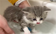猫咪洗澡为什么会那么难