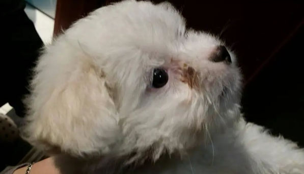 狗狗为什么频繁有眼屎呢